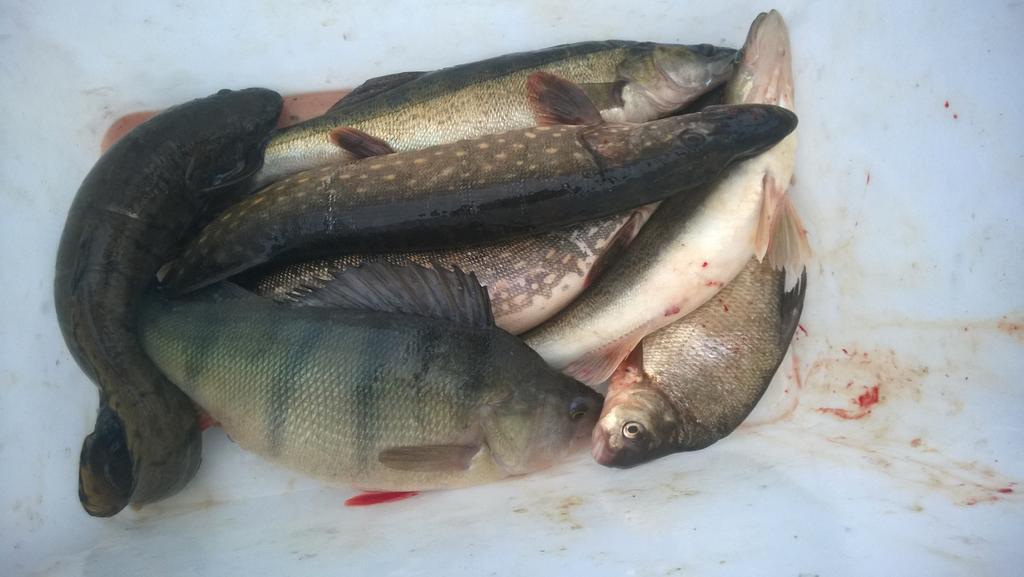 Saimaa Raikala Villa Vuoriniemi Luaran gambar
