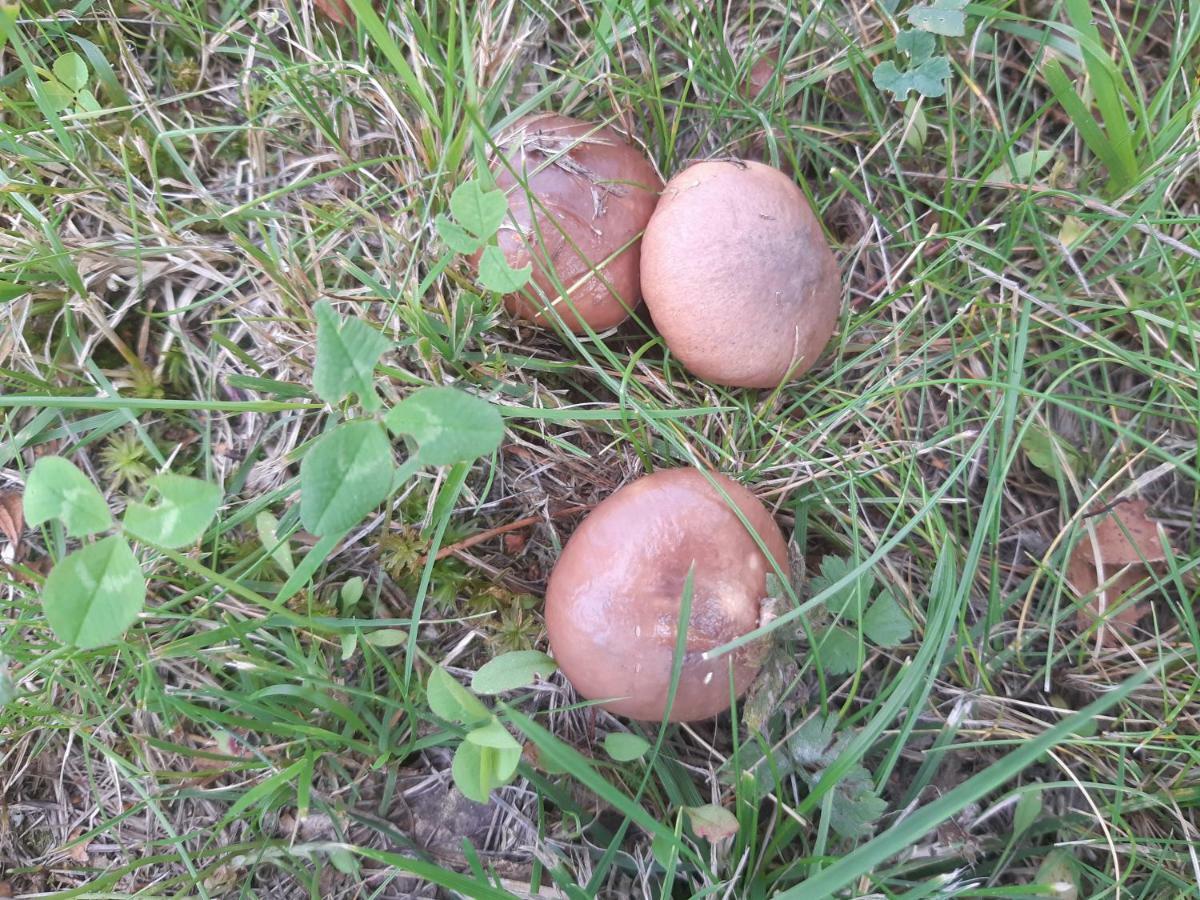 Saimaa Raikala Villa Vuoriniemi Luaran gambar